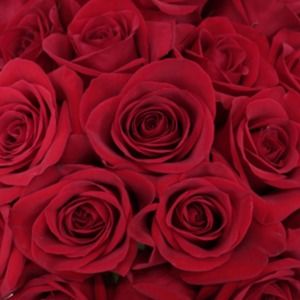 Meet your Posher, Jill